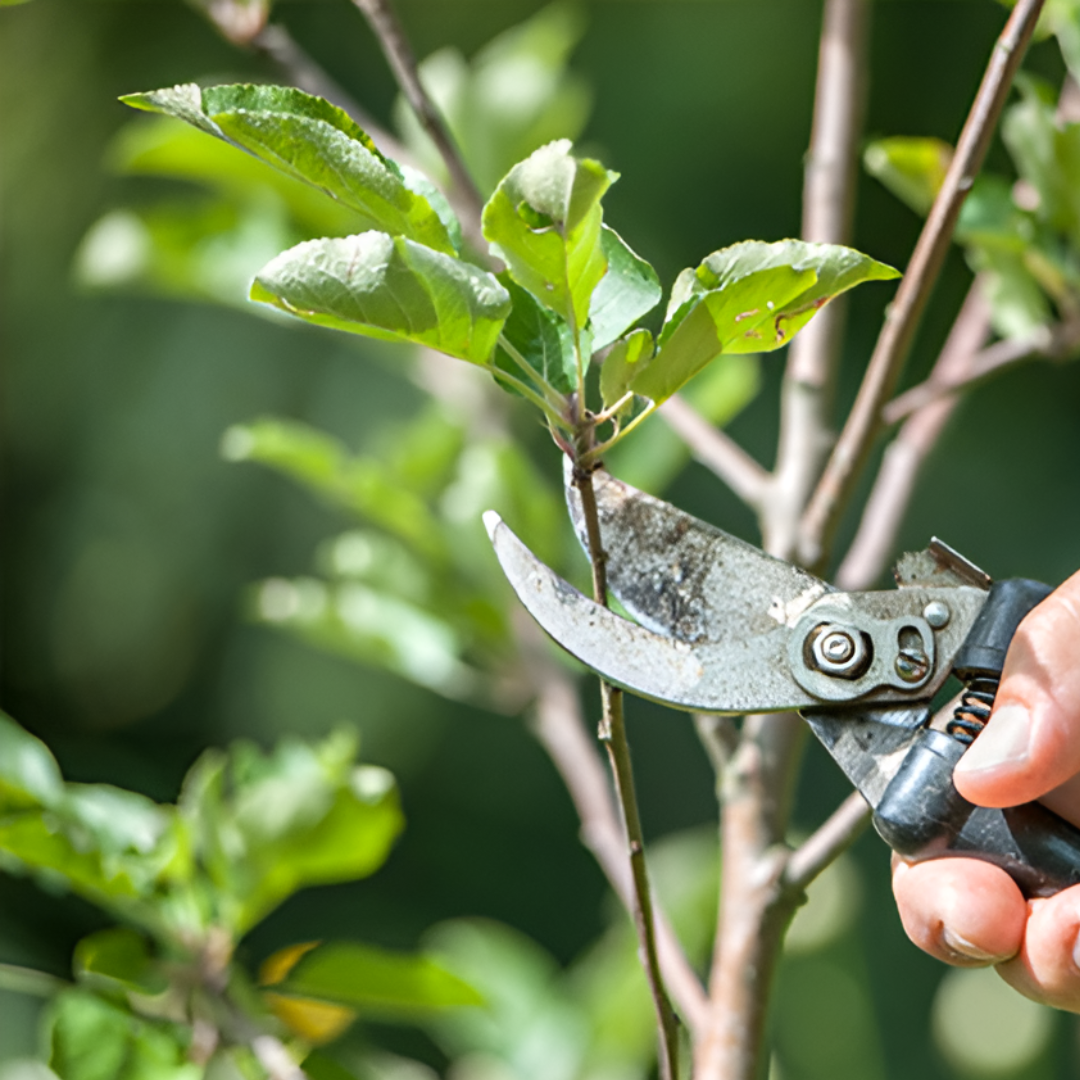 EcoTrim: Tijeras de Podar